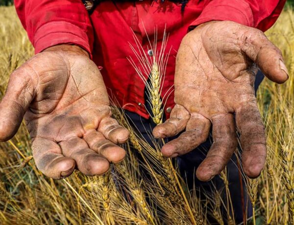 اؤتن ایلین غالیبی، بو ایلین مغلوبو: گونئی آذربایجاندا بیتمه‌ین اکینچیلیک بؤحرانی