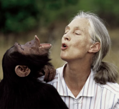 Əlvida Jane Goodall!