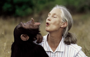 Əlvida Jane Goodall!