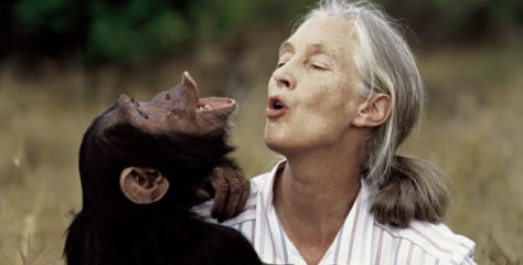 Əlvida Jane Goodall!
