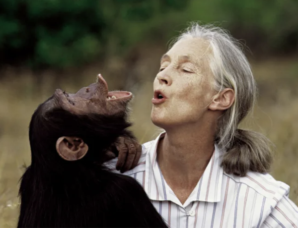 Əlvida Jane Goodall!